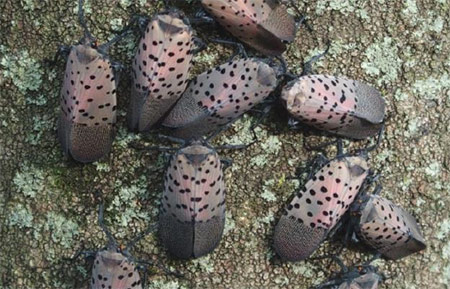 Group of Spotted Lanternflies