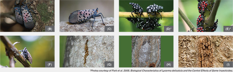 Identify the Spotted Lanternfly