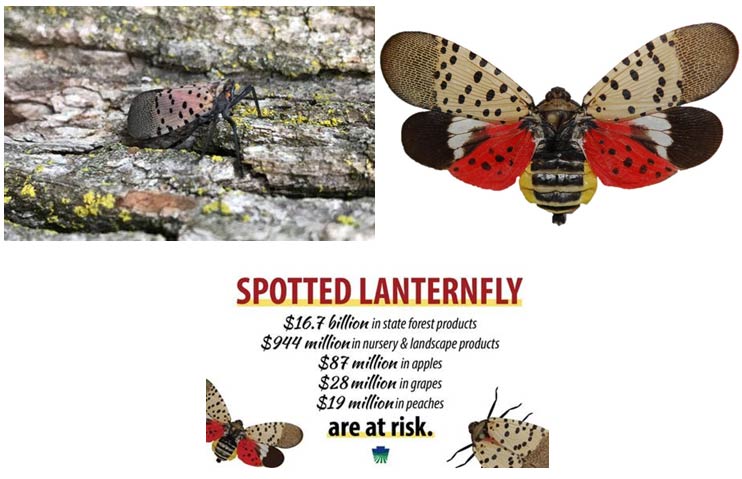 Spotted Lanterfly Info