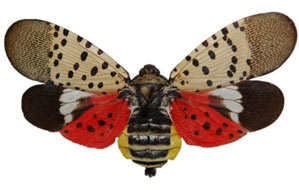 Spotted Lanternfly Specimen